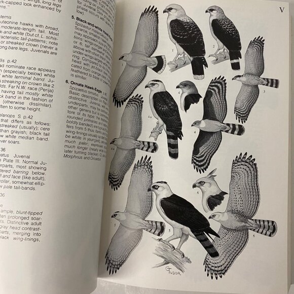 Schauensee & Phelps  A Guide to the Birds of Venezuela paperback 1978 Princeton - Picture 6 of 7